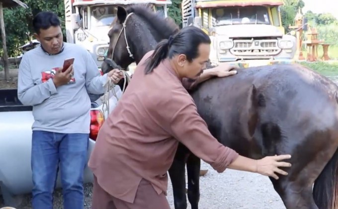 อดีตตำรวจรับนวดแผนไทยช่วยม้าบาดเจ็บ