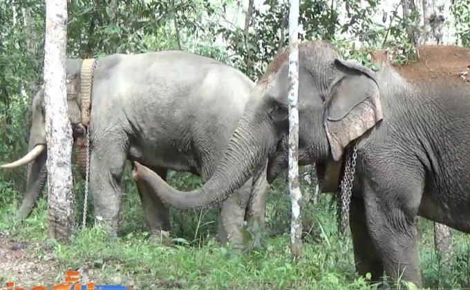 ช้างหลุดไล่ทำร้ายหญิงวัย 56 ปี สาหัส จ.ตรัง