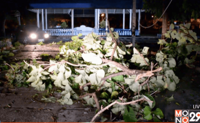 พายุฝนถล่มอำนาจเจริญ ต้นไม้ใหญ่หักโค่นทับสายไฟ