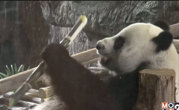 สวนสัตว์เชียงใหม่ รับ “หลินฮุ่ย” ผสมเทียมล้มเหลว