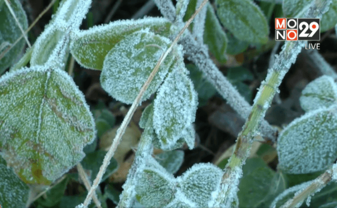 อุณหภูมิหนาวจัดเกิดน้ำค้างแข็งหลายพื้นที่