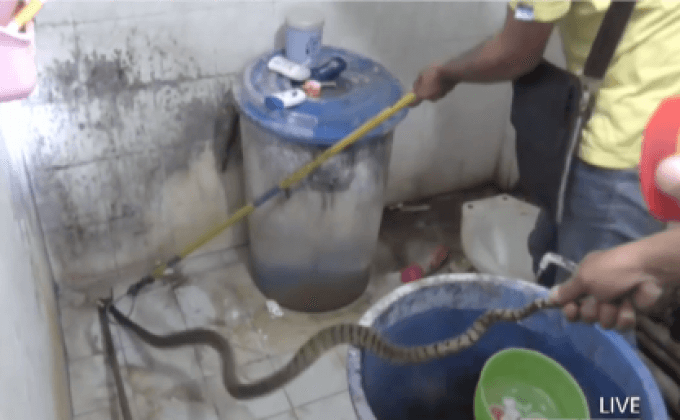 พบงูเห่าในห้องน้ำ จ.อ่างทอง