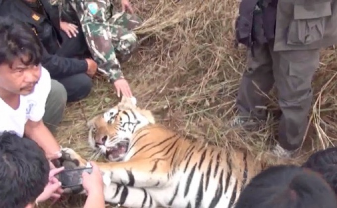 จนท.จับเสือโคร่งในไร่มัน จ.ลำปาง