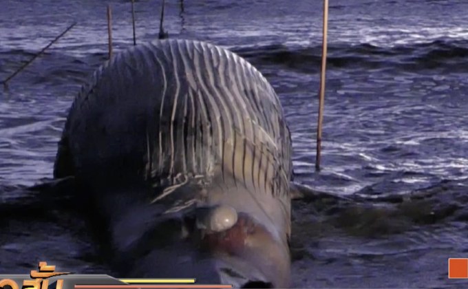 กู้ซากวาฬตายปากอ่าวบ้านแหลม จ.เพชรบุรี