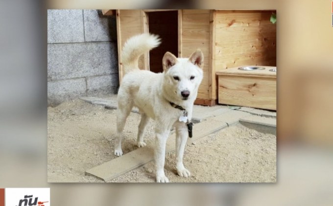 “คิม จอง-อึน” ส่งสุนัขเป็นของขวัญให้ผู้นำเกาหลีใต้