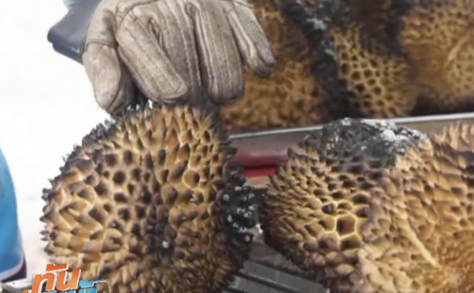 ชาวสวนแม่กลอง ย่างทุเรียนขายสร้างรายได้งาม  