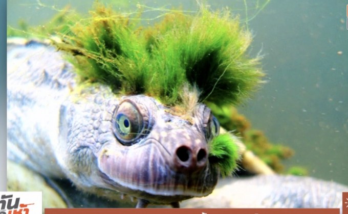 “เต่าพังก์” ถูกจัดเป็นสัตว์เลื้อยคลานใกล้สูญพันธุ์