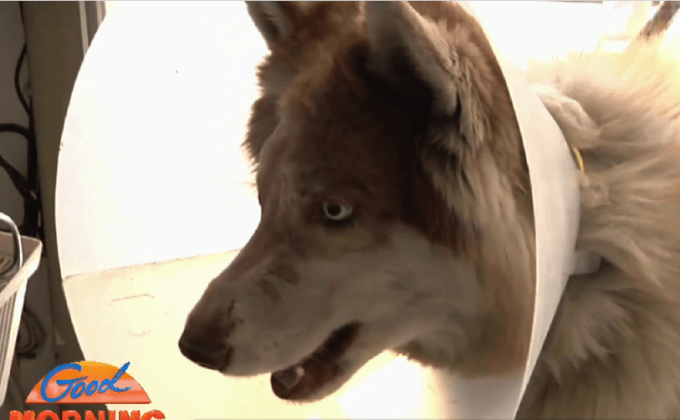 เจ้าของจูงน้องหมาแจ้งความ หลังถูกตีจนตาบอด