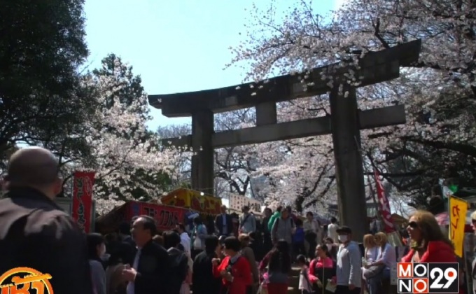 นักท่องเที่ยวแห่ชมซากุระบานที่ญี่ปุ่น