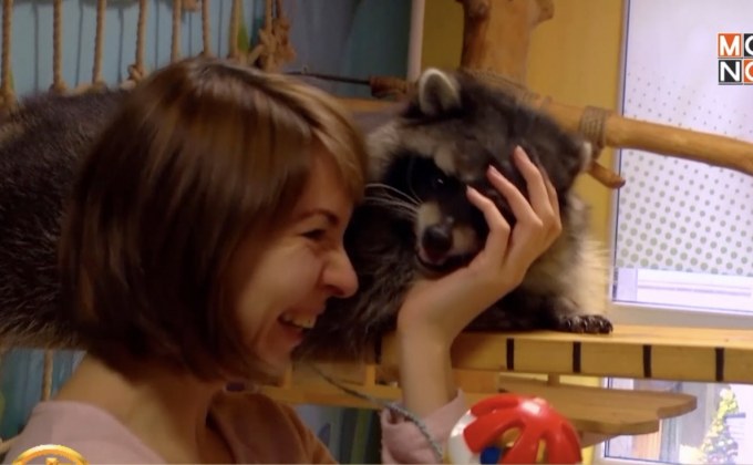 ​บำบัดความเครียดด้วยการเล่นกับแรคคูน