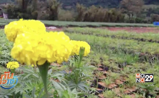 ราคาดอกดาวเรืองพุ่ง หลังความต้องการทะลัก