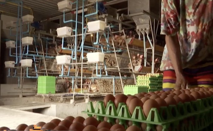 เร่งแก้ปัญหาราคาไข่ไก่ตกต่ำ