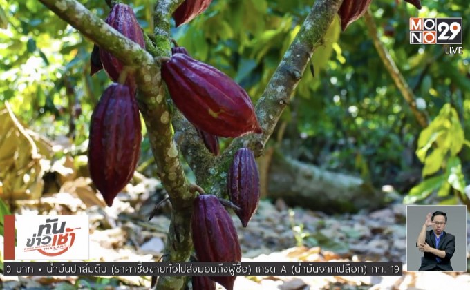 ช็อกโกแลตอาจสูญพันธุ์จากภาวะโลกร้อน