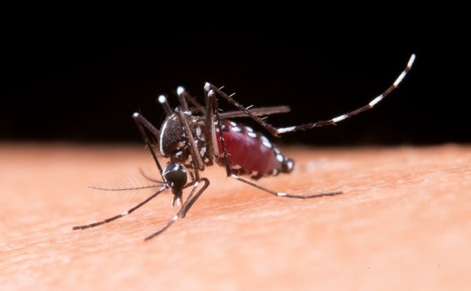 รู้จัก โรคไข้มาลาเรีย เกิดจากยุงก้นปล่อง ที่ชอบกัดคนเวลาพลบค่ำ ตอนดึก และเช้าตรู่