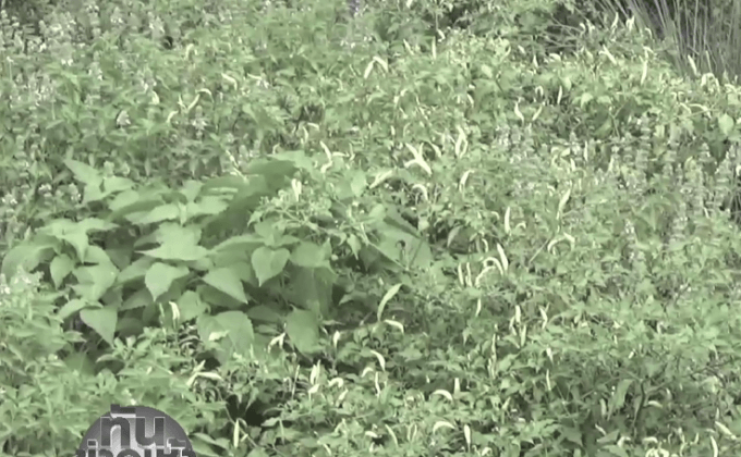 แม่ม่ายลูกพิการ ยึดหลักพอเพียง ปลูกผักริมคลองส่งน้ำ