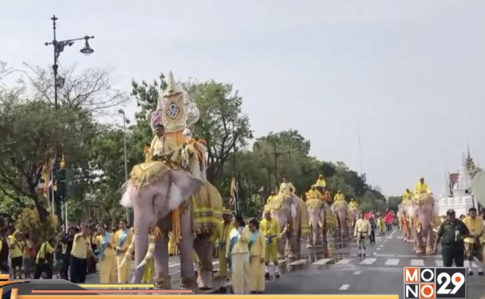 ช้าง 11 เชือก เดินขบวนเทิดพระเกียรติ