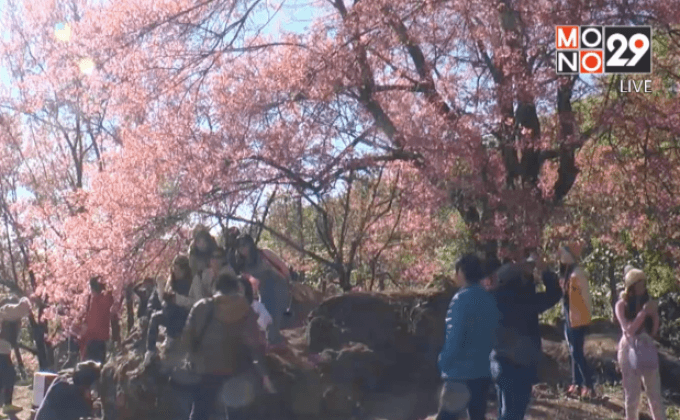 นักท่องเที่ยวแห่ชมซากุระเมืองไทยบ้านขุนกลาง