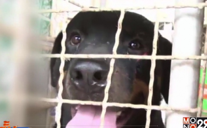 “ร็อตไวเลอร์” 3 ตัวรุมกัดหนุ่มวัย 57 ปีเสียชีวิต