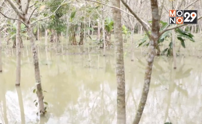 กยท.เร่งเยียวยาน้ำท่วมสวนยาง จ. นราธิวาส