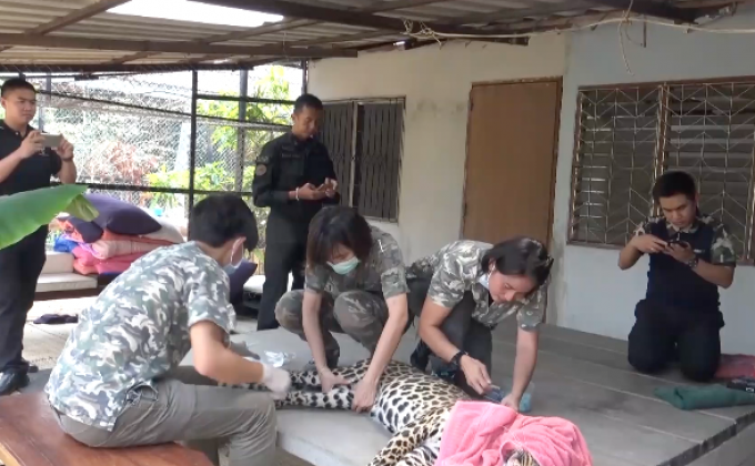เจ้าหน้าที่บุกช่วย 2 เสือดาว ถูกลักลอบเลี้ยงในบ้าน