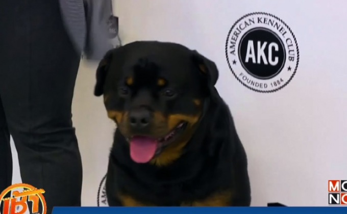 ลาบราดอร์รีทรีฟเวอร์ ครองแชมป์สุนัขยอดนิยมแห่งปี