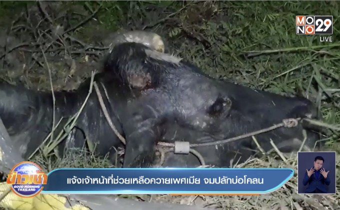 แจ้งเจ้าหน้าที่ช่วยเหลือควายเพศเมีย จมปลักบ่อโคลน