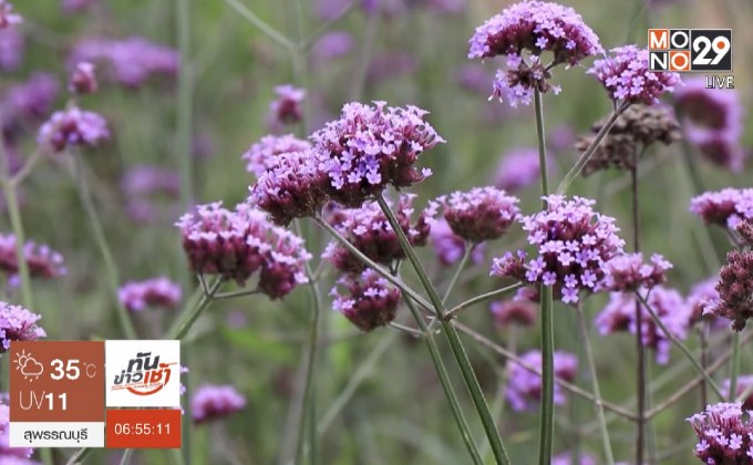 ม่อนแจ่มชุ่มฝน นทท.แห่ชมดอกเวอบีน่า-บัวดิน