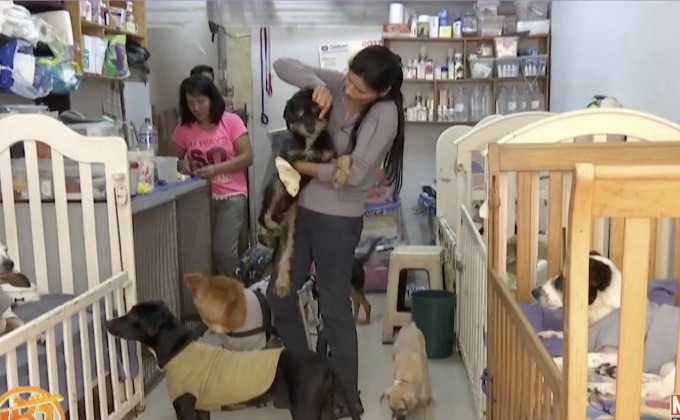 หญิงเปรูใจบุญ เลี้ยงสุนัขพิการ 70 ตัว