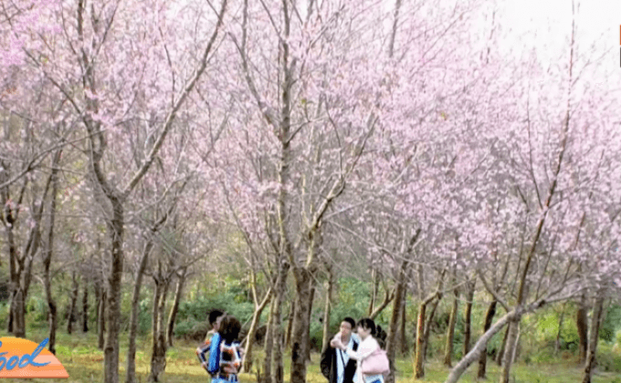 แห่ชมดอกซากุระภูลมโล บานห้วงสุดท้าย