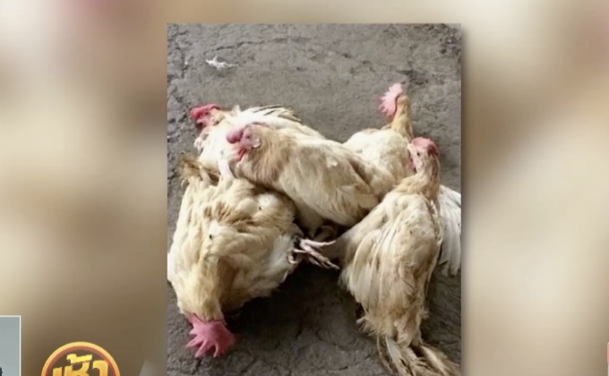 ฟิลิปปินส์เลื่อนฆ่าสัตว์ปีกหลังหวัดนกระบาด