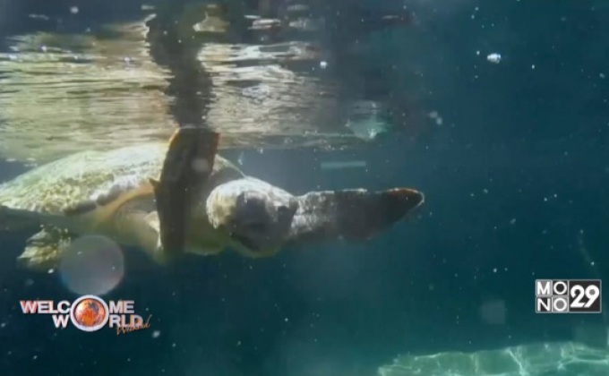 ศูนย์ช่วยเหลือเต่าในกรีซ