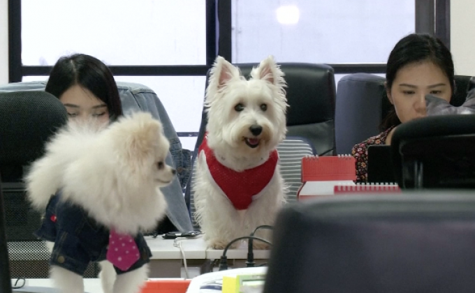 สำรวจการจัดการสัตว์เลี้ยงในต่างประเทศ