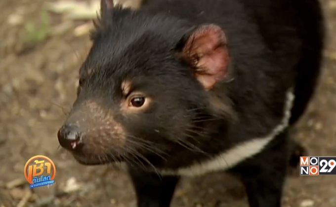 ทีมอนุรักษ์ “แทสเมเนียนเดวิล” เผยไม่เสี่ยงสูญพันธุ์อีกต่อไป