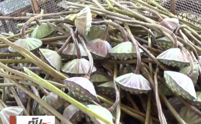 ชาวพะเยา ปลูกนาบัวขายสร้างรายได้งาม