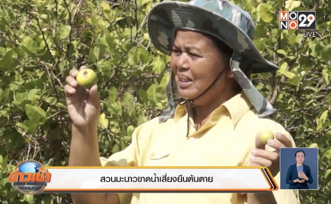 สวนมะนาวขาดน้ำเสี่ยงยืนต้นตาย