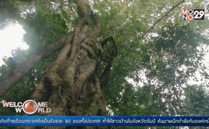 อุปการะต้นไม้เพื่อปกป้องผืนป่าในอินโดนีเซีย