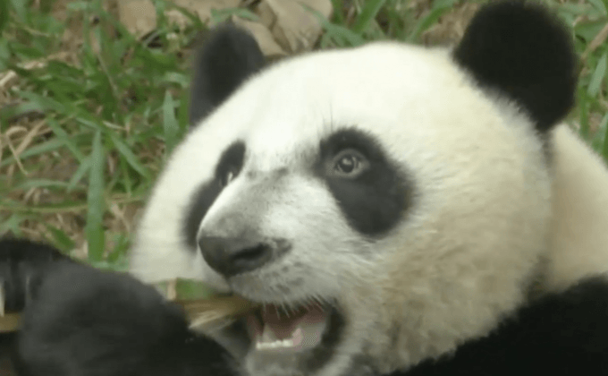 เผยโฉมแพนด้าแฝด 3 ในหนัง “กังฟู แพนด้า” ภาค 3