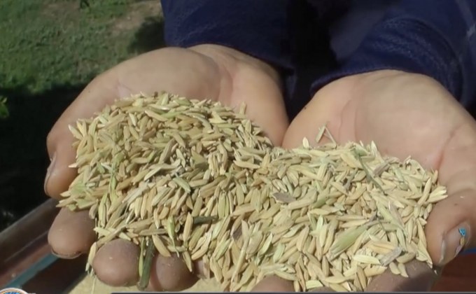 ห่วงข้าวหอมมะลิไทยอีก 5 ปี เหลือแต่ชื่อ