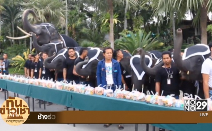 ช้างร่วมทำบุญตักบาตร ถวายเป็นพระราชกุศล