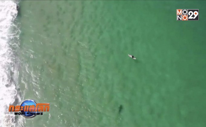 โดรนจับภาพฉลามว่ายเข้าหานักเล่นเซิร์ฟ