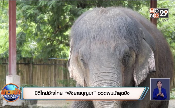 มิติใหม่ช้างไทย “พังยายบุญมา” อวดผมม้าสุดปัง