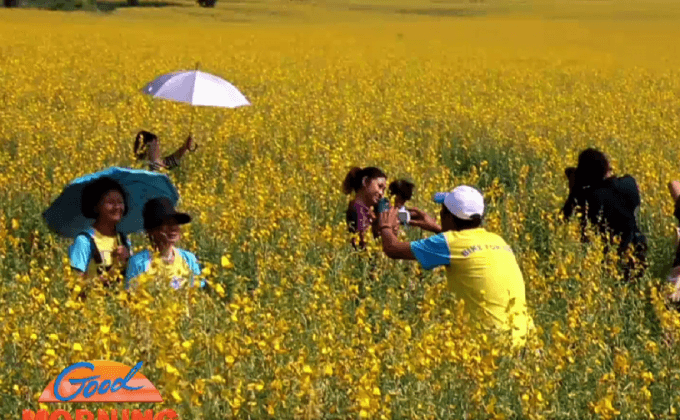 นักท่องเที่ยวแห่ชมทุ่งปอเทือง