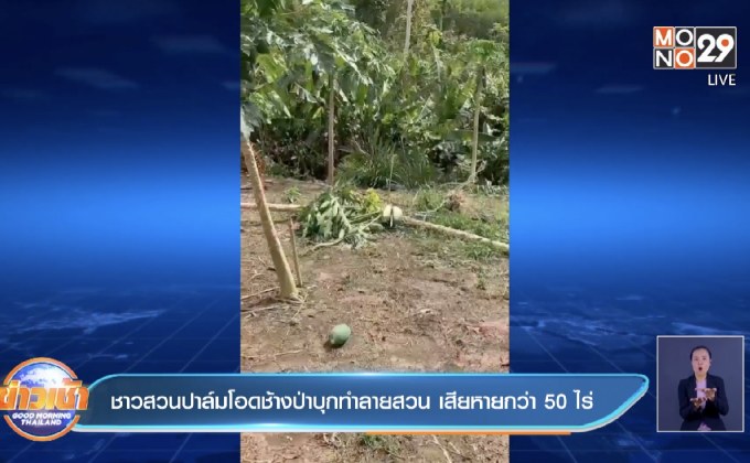 ชาวสวนปาล์มโอดช้างป่าบุกทำลายสวน เสียหายกว่า 50 ไร่