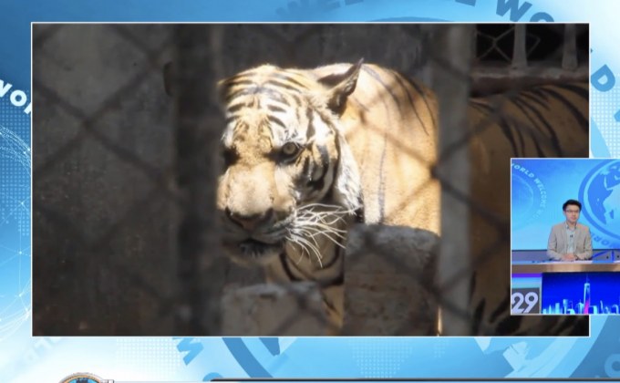 เรียกร้องขอเสือคืนวัดป่าหลวงตาบัวฯ จ.กาญจนบุรี