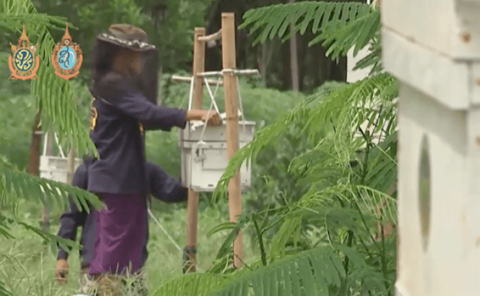 เกษตรกรใช้ผึ้งไล่ช้างป่า