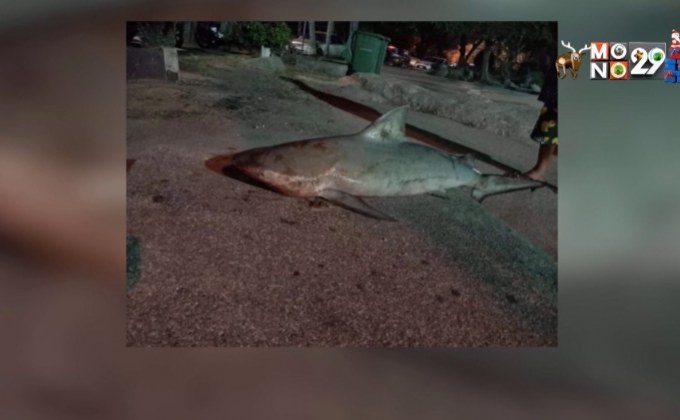 ชาวบ้านตกฉลามได้ที่บางแสน จ.ชลบุรี