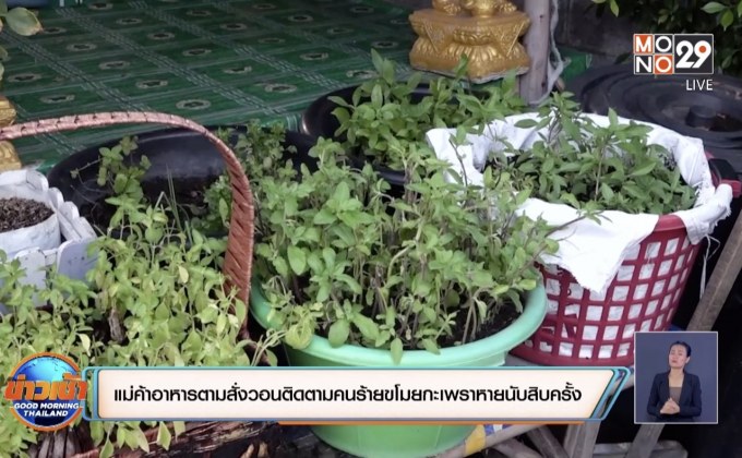 แม่ค้าอาหารตามสั่งวอนติดตามคนร้ายขโมยกะเพราหายนับสิบครั้ง