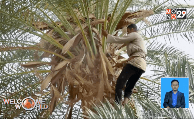 เฟอร์นิเจอร์จากต้นอินทผลัม