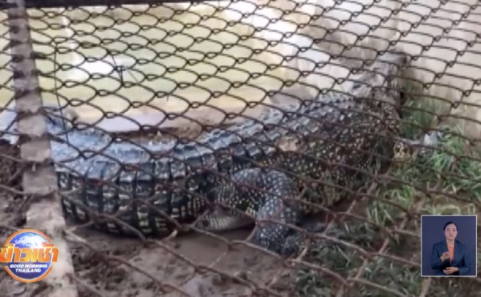 ศูนย์วิจัยฯรับดูแลจระเข้น้ำเค็มพร้อมตั้งชื่อ”เจ้าสุข”