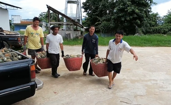 แก้ปัญหาสับปะรดราคาตกต่ำ จ.เชียงราย